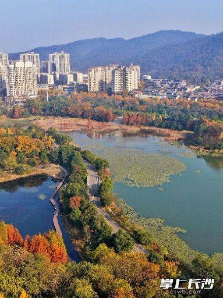 梅溪湖晚秋这般梦幻，油画般的色彩铺满屏幕