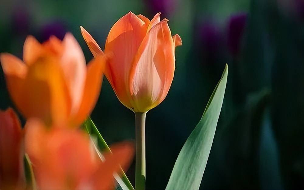 原创            男人动了真情，才会在这些时候低头