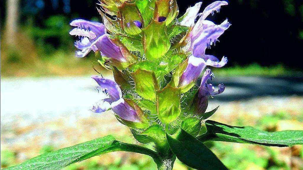 夏枯草你得这样吃，才不容易上火，还能化瘀散结!