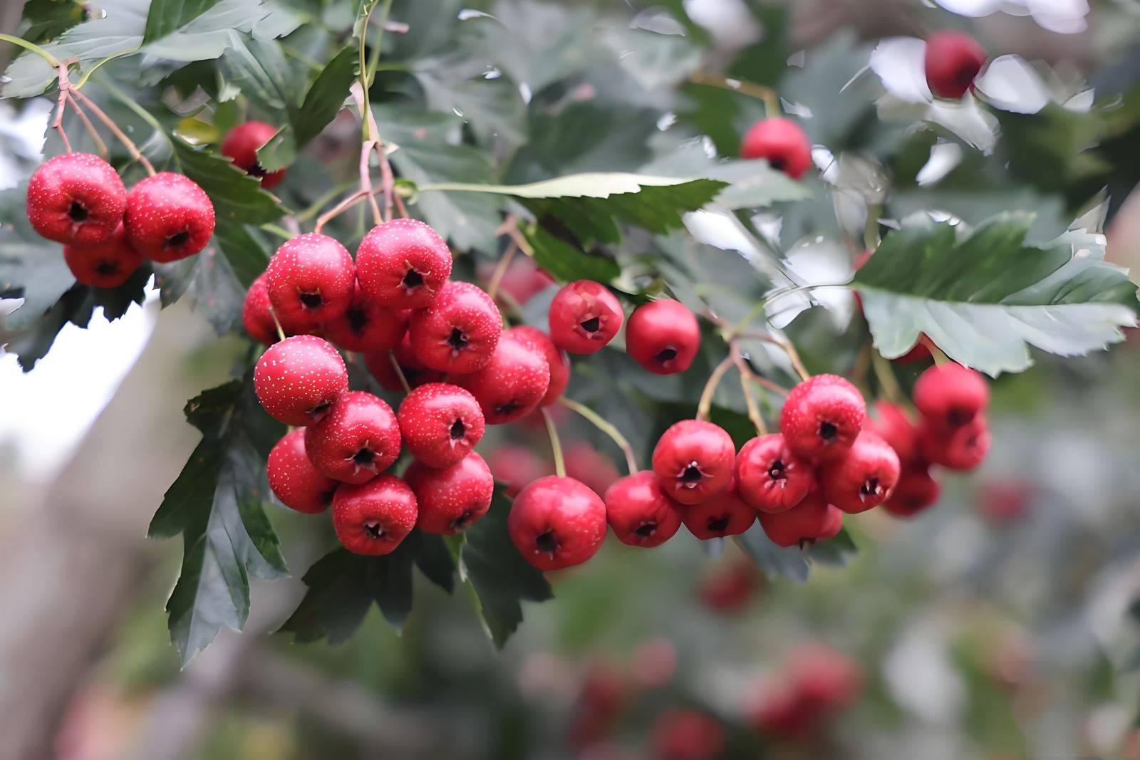 张景龙医生：山楂煮水加两物，调理全身血管堵，老百姓都喝得起。