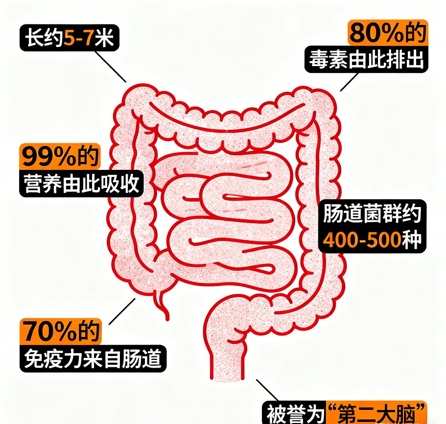 科学护肠指南：节日狂欢后，如何用膳食纤维为肠道“减负排毒”？