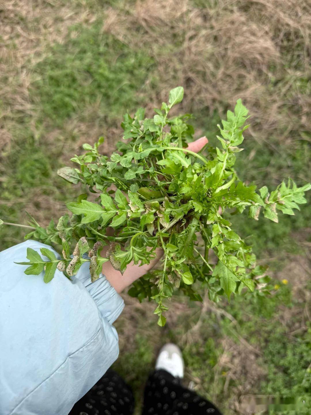 钙王竟然是它！比牛肉高10倍，冬季常吃通便降脂还强骨，现在知道还不晚！