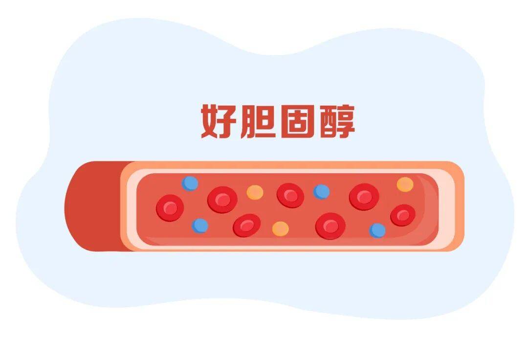 “好胆固醇”过低过高都不好