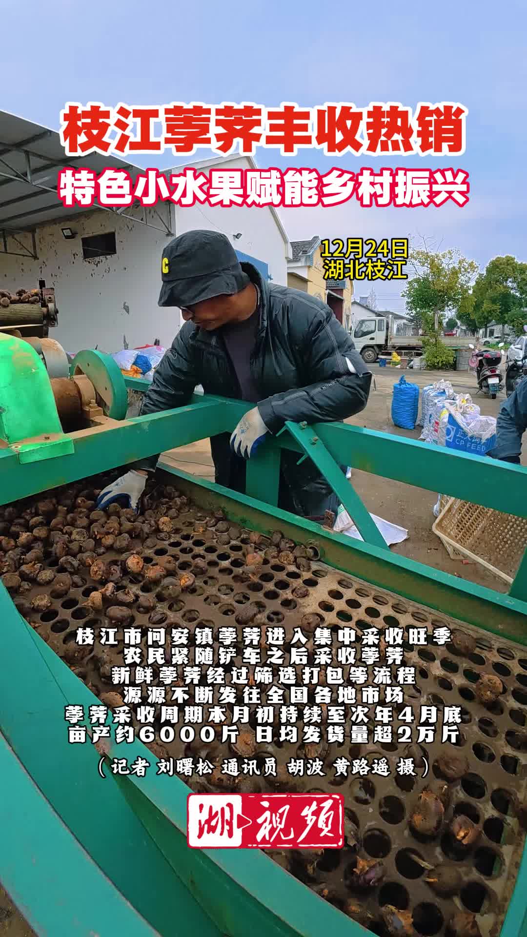 枝江荸荠丰收热销