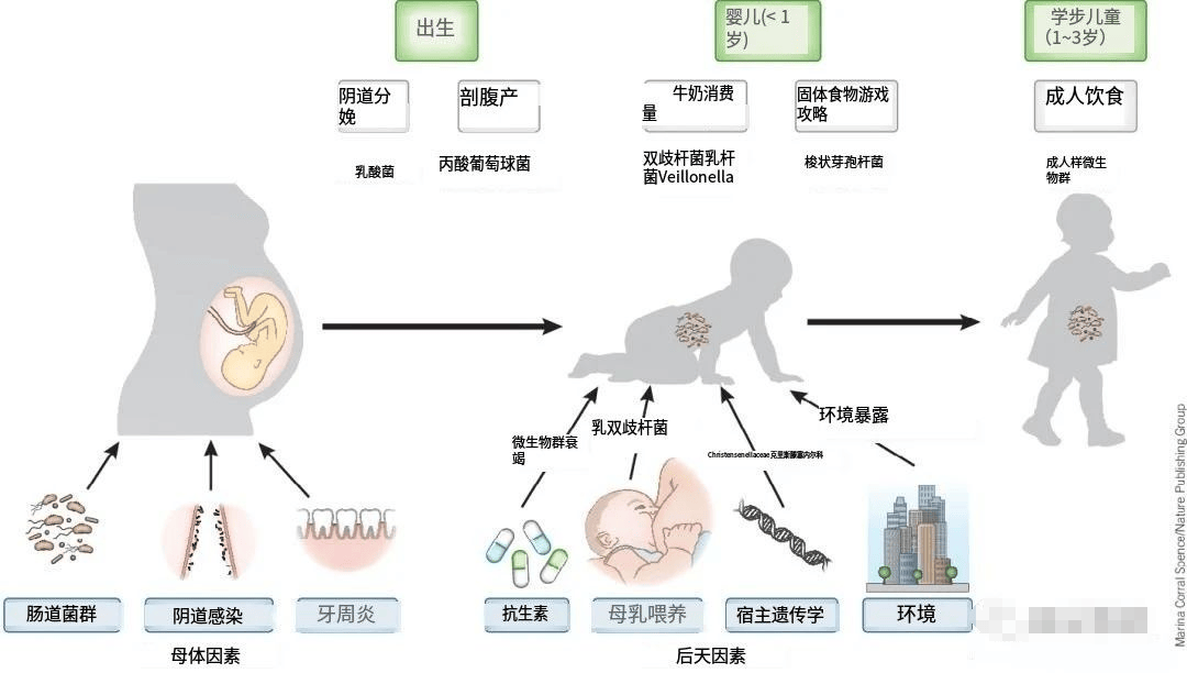 微生物-IPA-脑轴失调，或与自闭症有关
