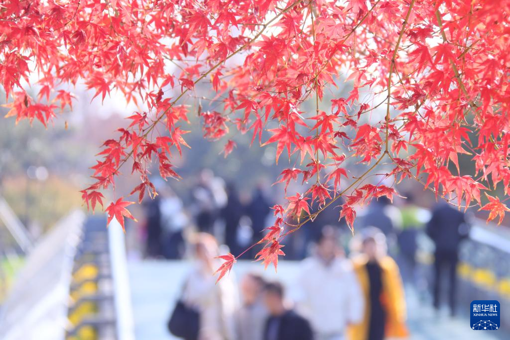 冬日红叶依旧