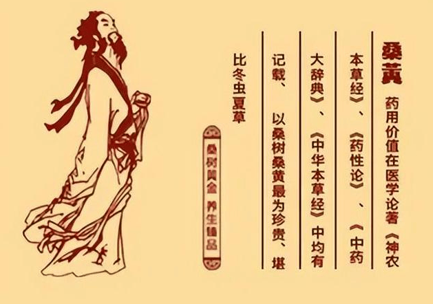 从癌症研究进展看桑黄在肿瘤免疫调节方面的科学依据