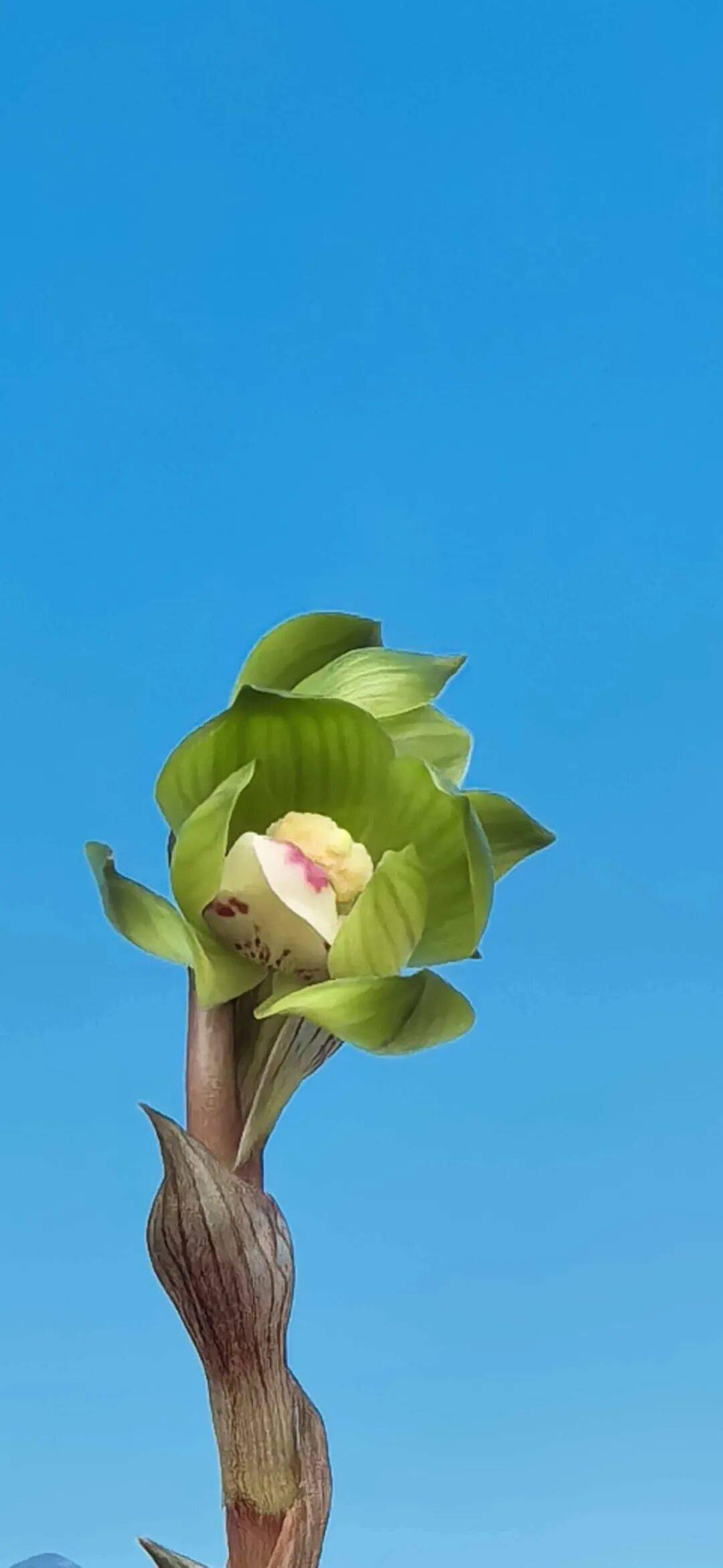 1435：在兰花鉴别鉴赏中刻舟求剑将自误