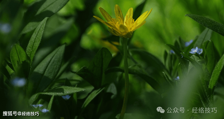 原创            甲流后，早餐把鸡蛋牛奶换成它！补津液补脾胃扶阳气，舒适度过养护期