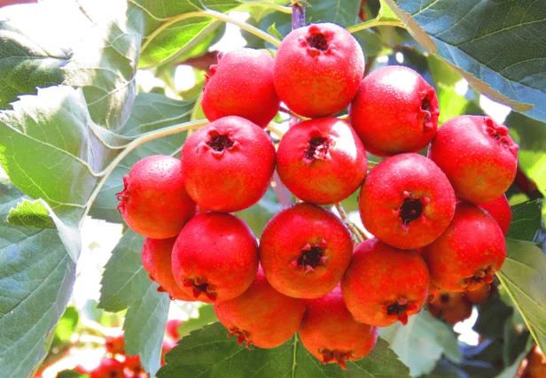 白塞病饮食禁忌大公开，赶紧码住！