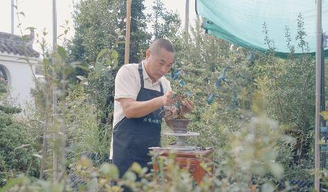 思维破局助力农业企业转型 百年盆景艺术焕发时代生机