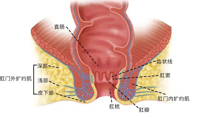 面对直肠癌，“保命”与“保肛”不再是单选题