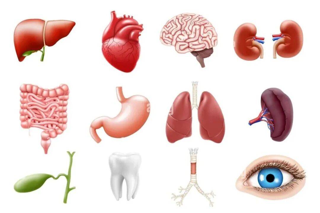 原创            你的哪个器官对身体解毒负更多责任？