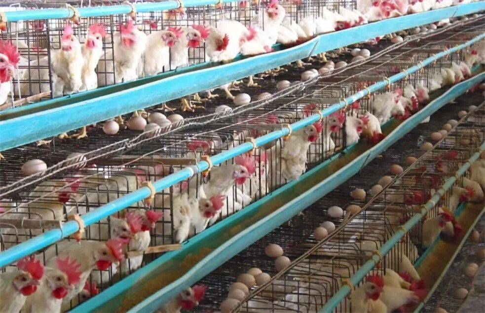 人和母鸡，为啥被同一种癌盯上？