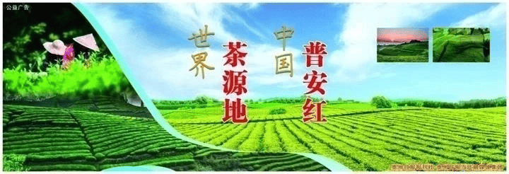 2025年12月26日｜世界茶源地 中国普安红