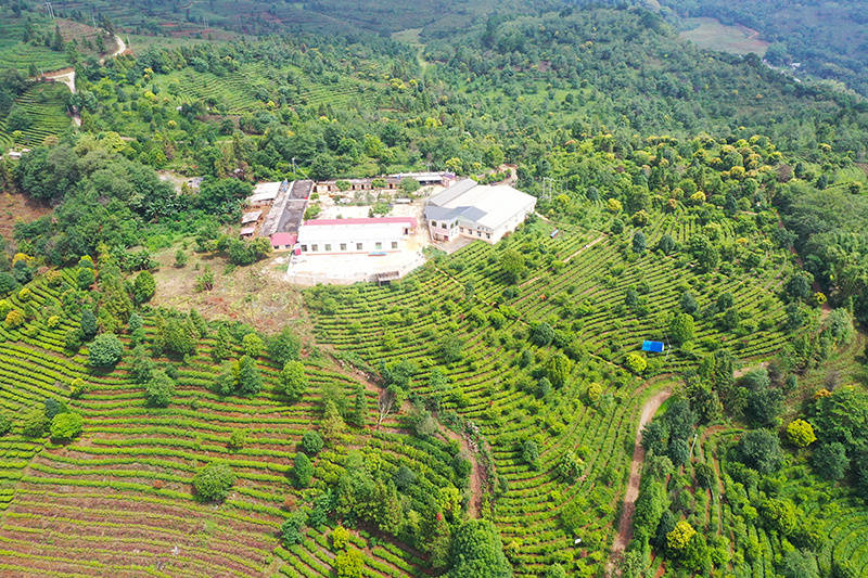 三代茶人接力守青山 一片绿叶写振兴