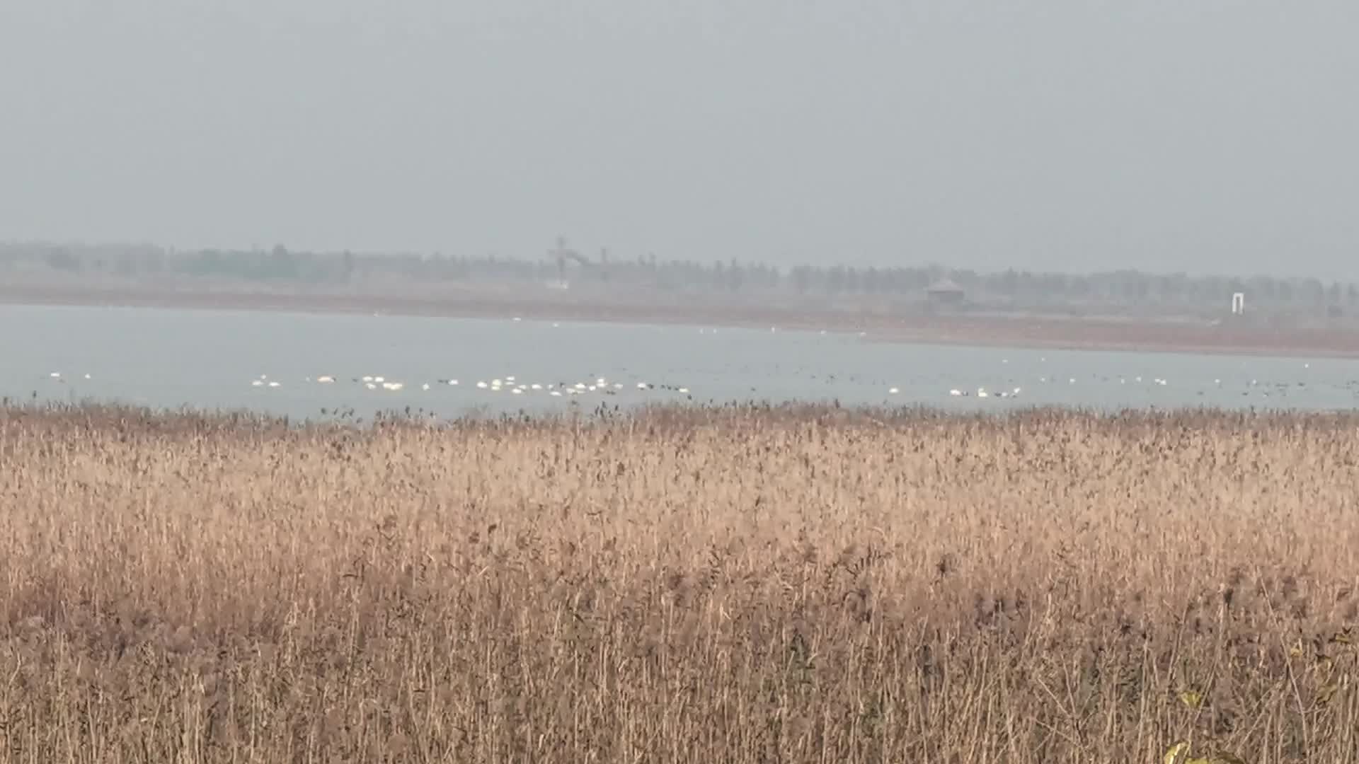 1000多只小天鹅和丹顶鹤飞临武汉沉湖湿地越冬