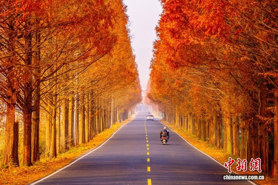 美不胜收！浙江嵊州红艳红杉扮靓公路 恍若误入油画