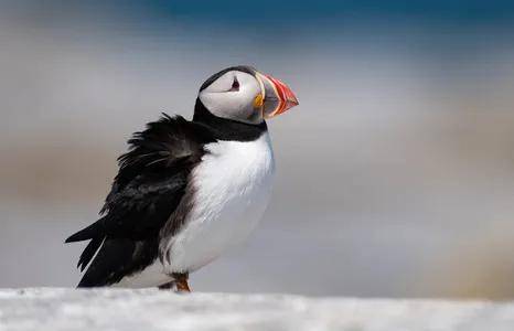 颜料与潮汐：画家吕文扬的海雀囚禁