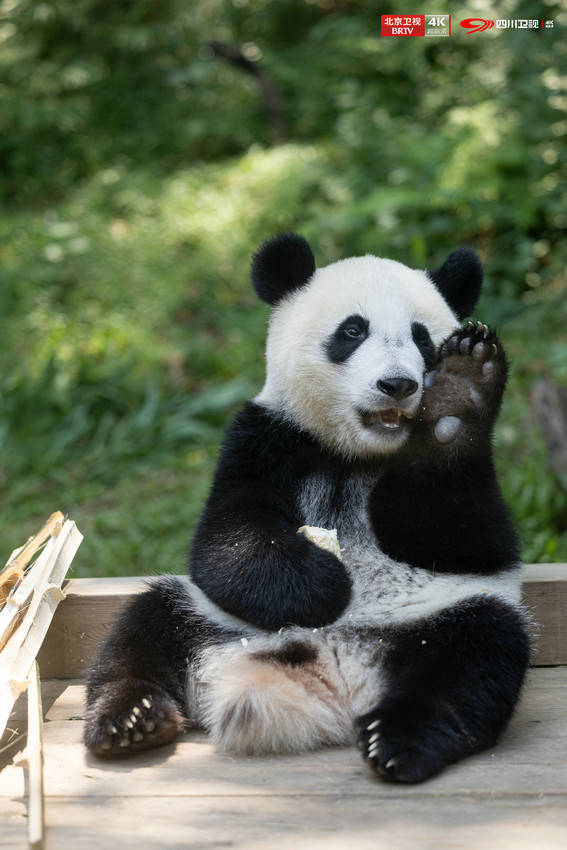 从动物运动会到海上森林：共赴一场跨越岭南的生态活力赛