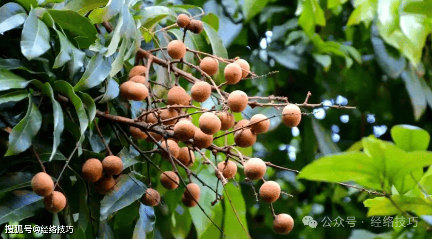 原创            哪些人不宜吃桂圆？这5类人，一张“体质清单”请收好