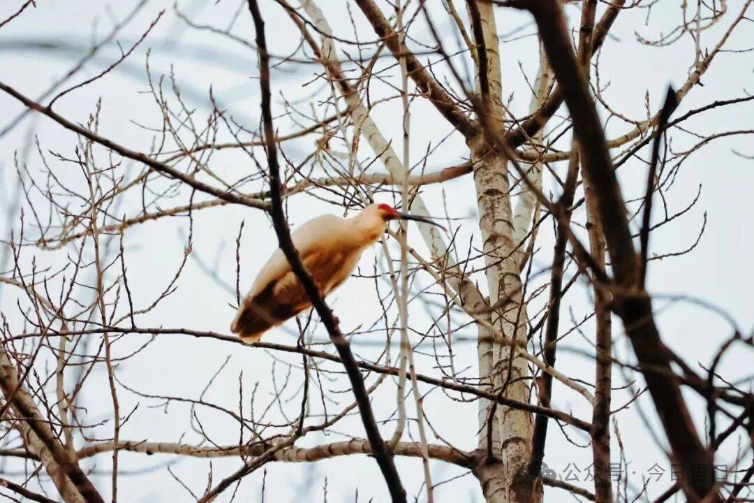 光影艺术 | 摄影作品：朱鹮在陕南恒口安家啦！