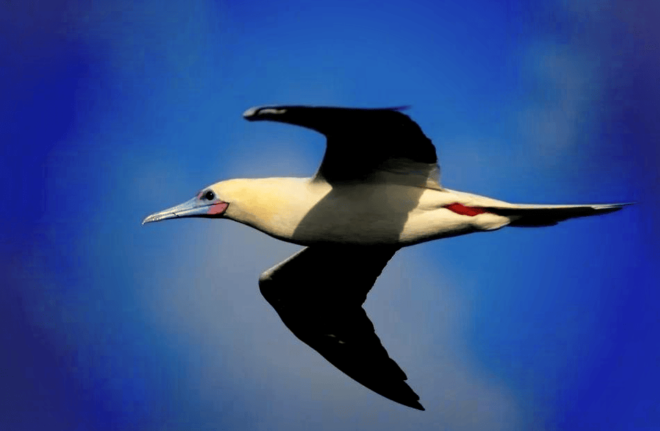 画家吕文扬与鲣鸟