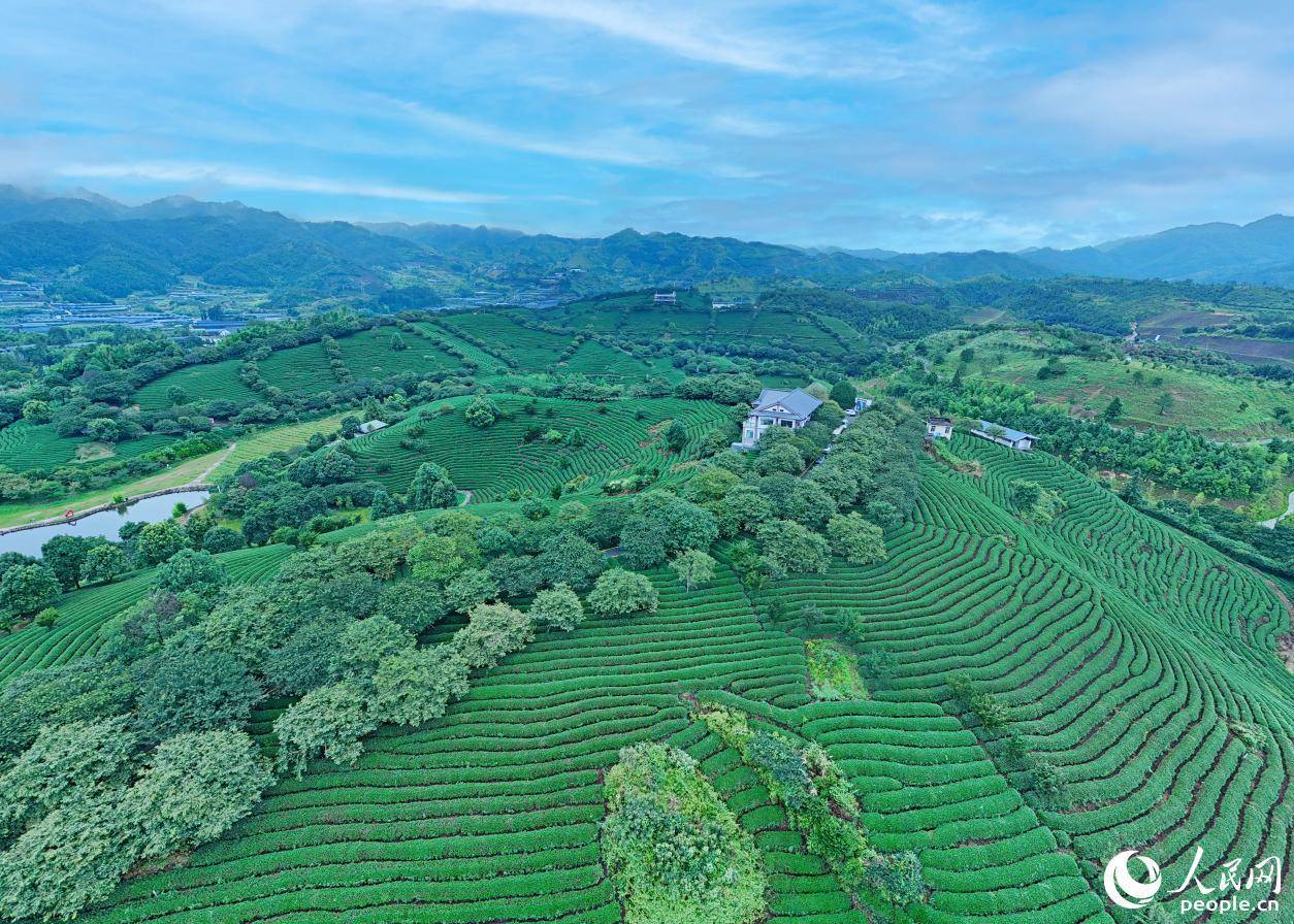 福建这里的茶，“喝豆浆”长大