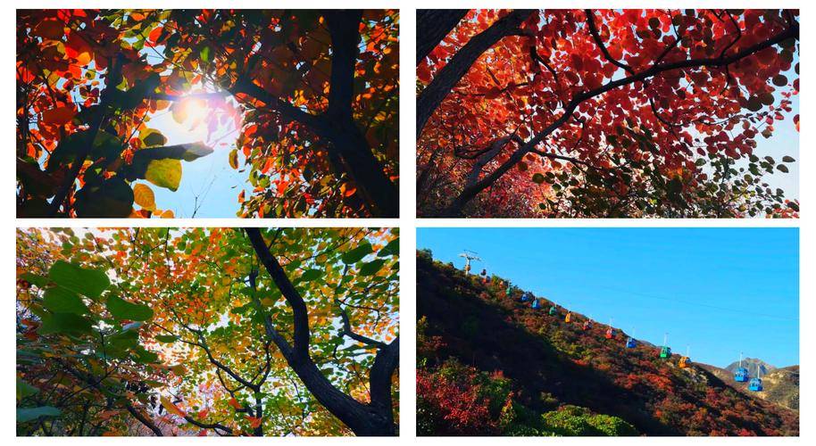 【一分钟了解】鹤岗饮食养生：顺应季节的食疗智慧