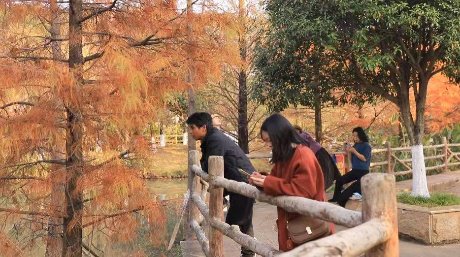 江华：池杉渐染 绘就冬日限定油画