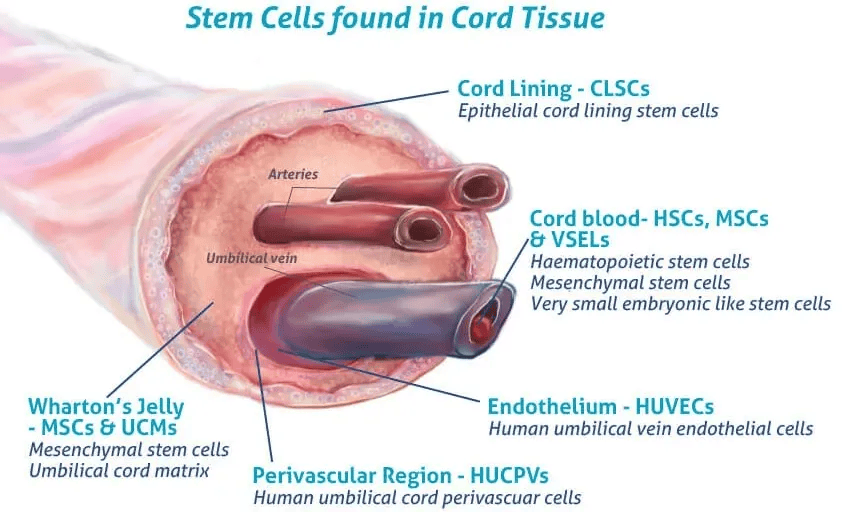 打破不育阴影！干细胞如何帮助糖尿病患者恢复男性生育功能？