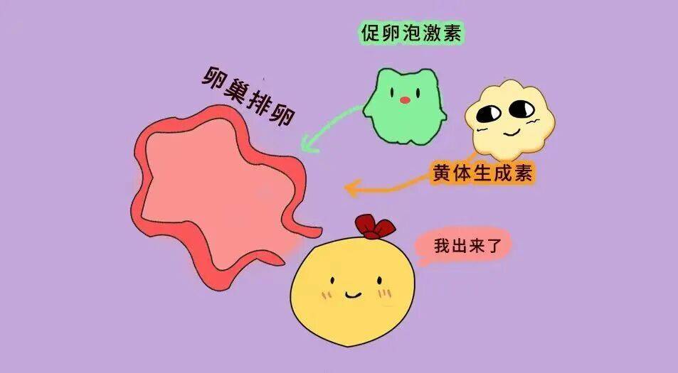 BHF科普｜IVF关键助力——促排卵及药物知多少？