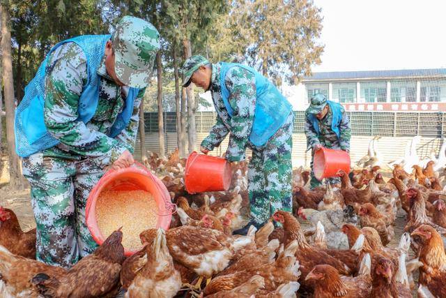 生态养鸡“孵”出康复路