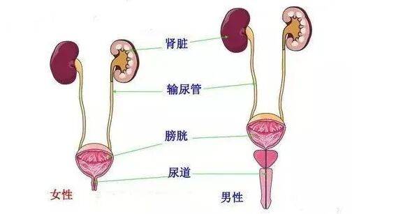 为何尿路感染更“偏爱”女性？记住这7点 可防可治
