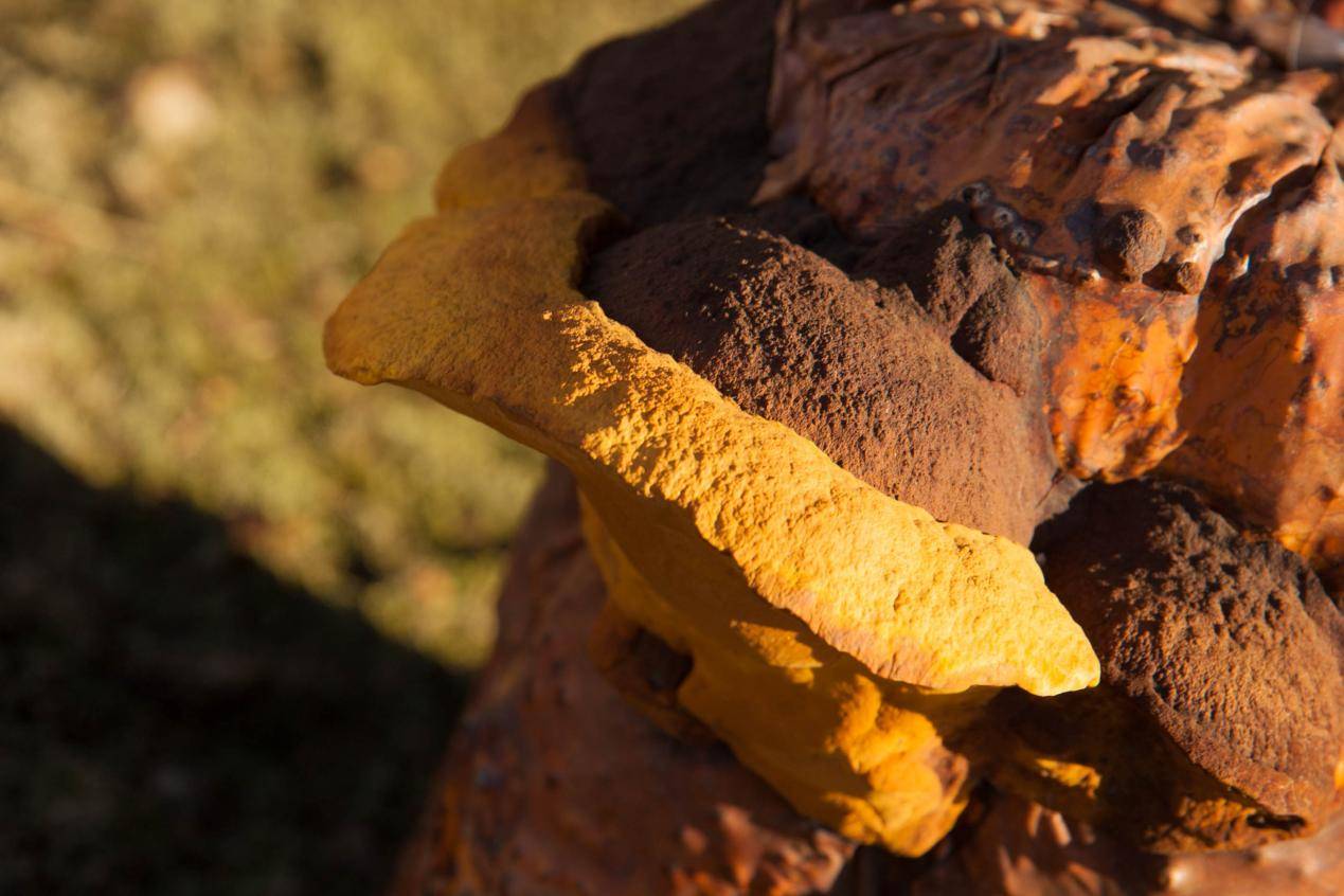 桑黄：子宫癌治疗中的天然助力？