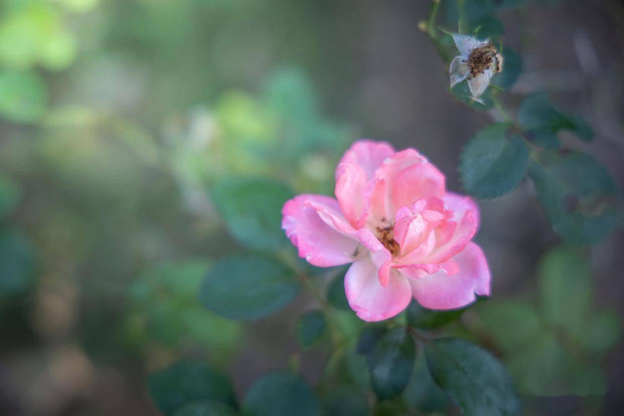 男人对你有感觉，几乎都会有这五个生理语言，骗不了人