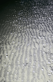 大连一沙滩上密密麻麻布满“水晶虾仁”？专业人士：或为棘刺锚参，没听说过有人吃它