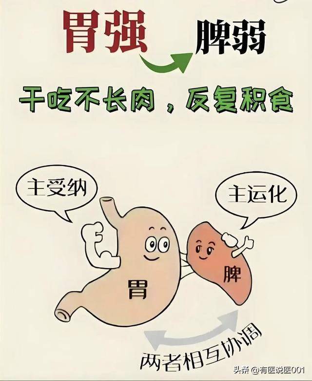 胃强脾弱不是真能吃！中医拆解消化矛盾体，调理只需抓准2个核心