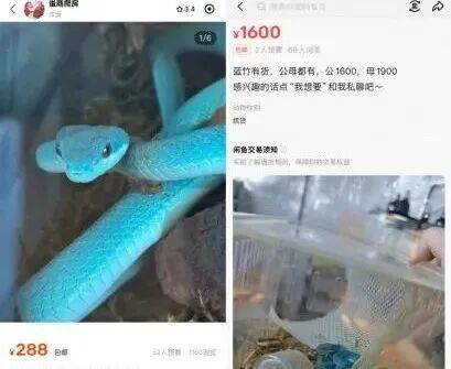 “盖瑞”同款蛇上架网购平台？紧急提醒！