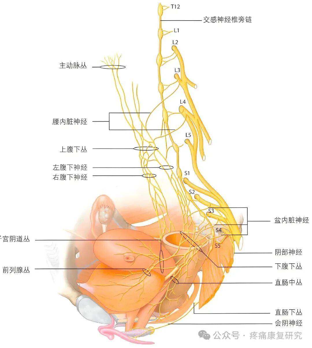 难言之痛：阴部神经卡压综合征