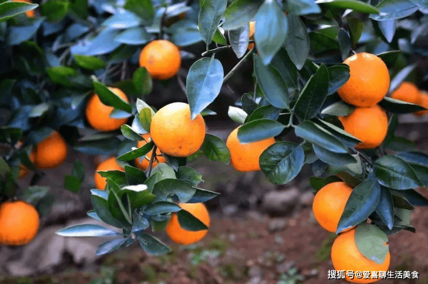 原创            冬天柑橘正上市，提醒：万不可与这5种食物一起吃，吃柑橘也有禁忌，要了解清楚！