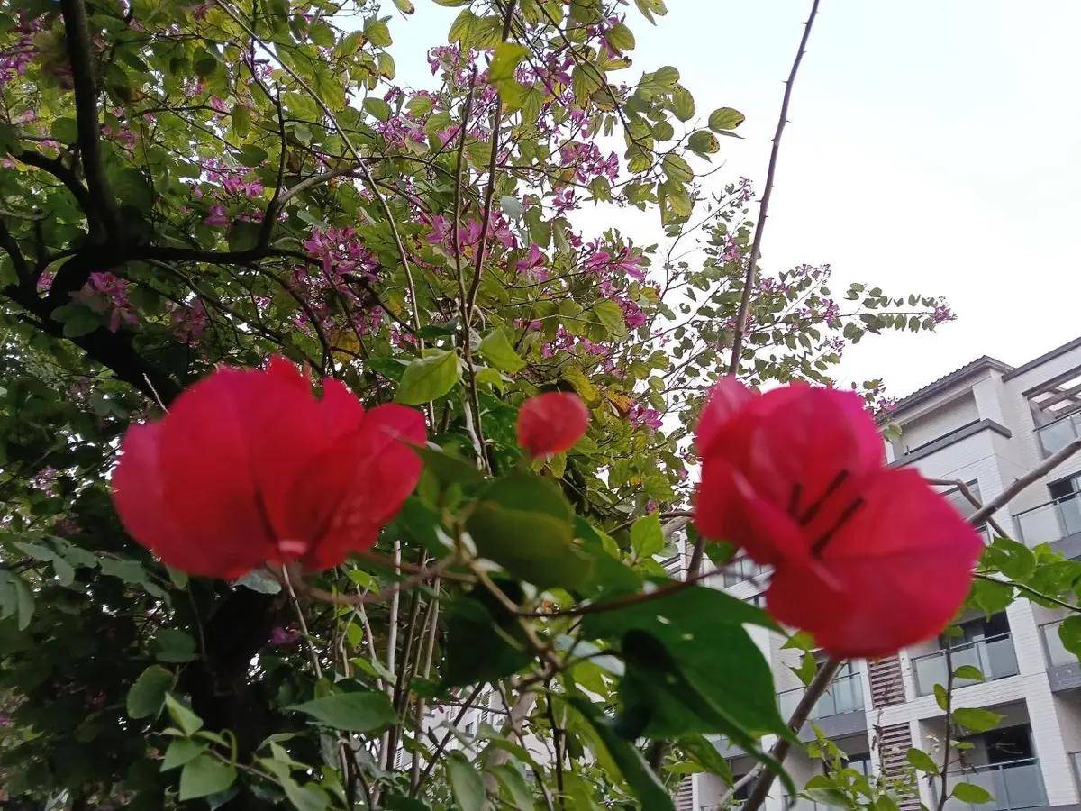 我的成长故事：石缝里的向日葵