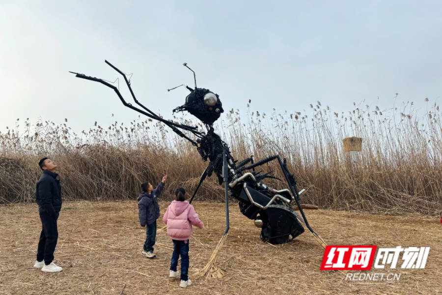 大美红图丨芦苇摇金 元旦假日邂逅浪漫艺术