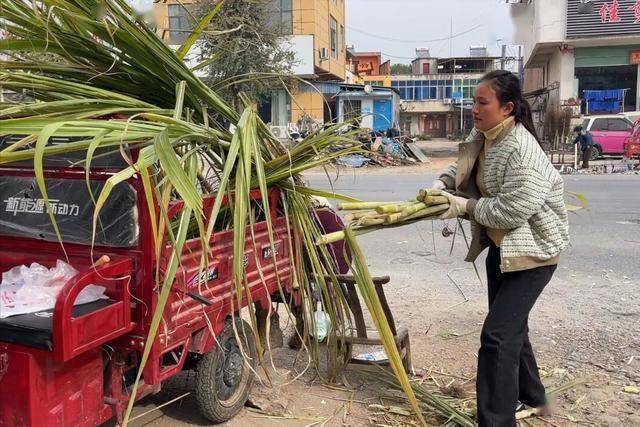 青甘蔗被关注！调查发现：脑梗患者吃青甘蔗，不过多久或有5益处