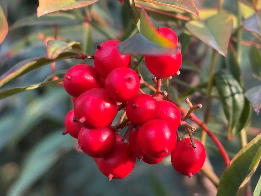 冬日里的“红色玛瑙”：南天竹果