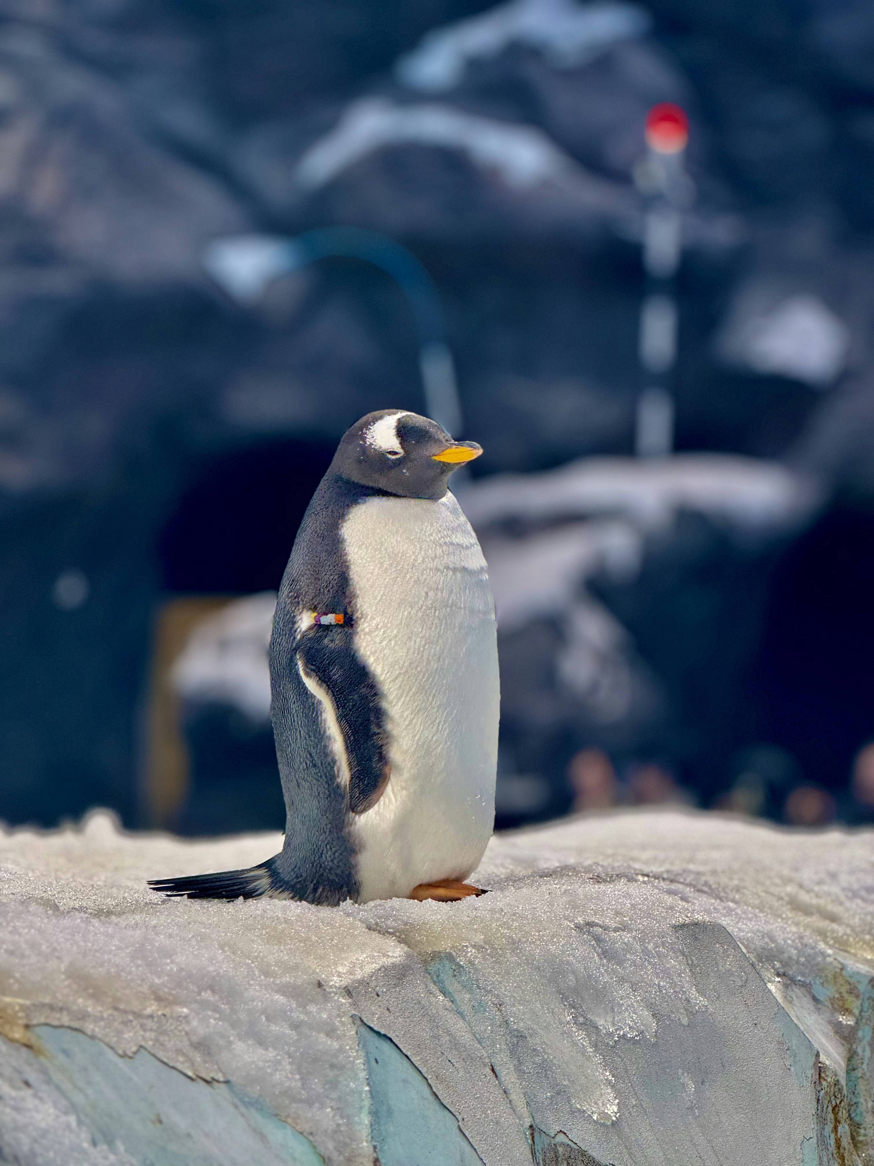 气候变化如何影响企鹅的繁殖季节？