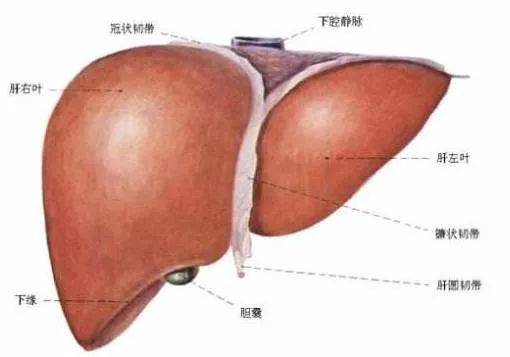 肝胆二经堵了，身体不好！这俩穴位通经活络、排毒、护肝胆！