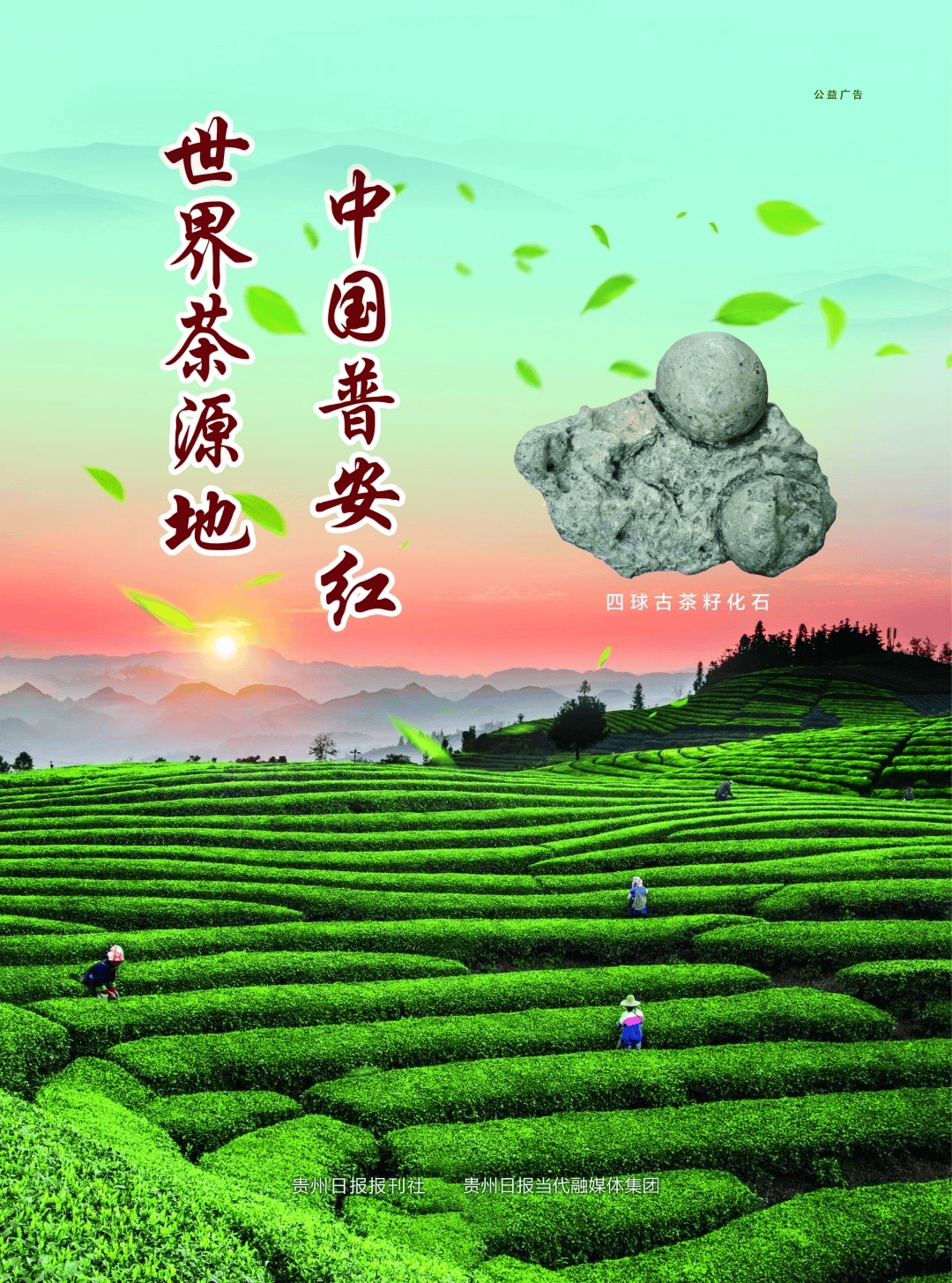 2026年1月9日｜世界茶源地 中国普安红