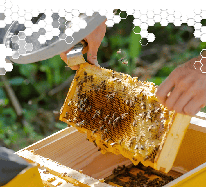 蜂胶能减肥吗？辅助调节代谢，不能替代运动饮食