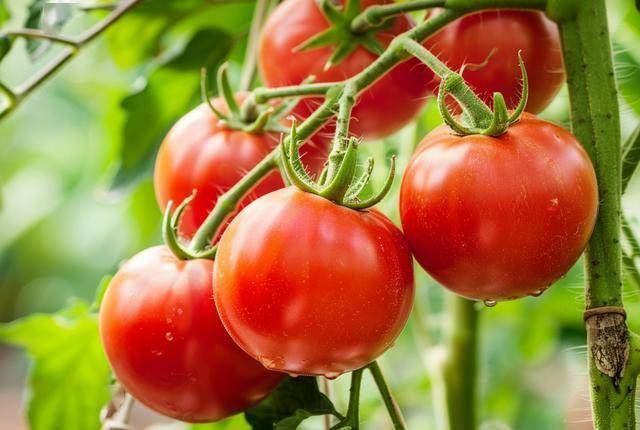 西红柿是富硒蔬菜？医生多次建议：甲状腺不好，要常吃这5种蔬菜